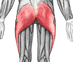 Gluteus-maximus