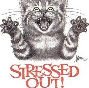 Stressed-out+cat