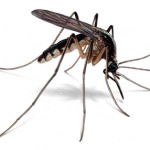 mosquito-illustration_360x286