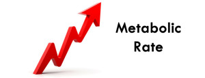 metabolic-rate